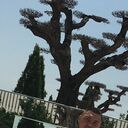 ���������� ���������, ���� ������� ����, 29 ���, ������������ ��� ������, ����� � ���������, c�������� ���������, ���������