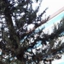 ���������� ������-��-����, ���� ������� �����, 30 ���, ������������ ��� ����� � ���������, c�������� ���������