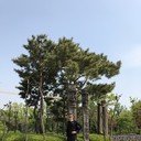 ���������� �������, ���� ������� ���������, 37 ���, ������������ ��� ������, ����� � ���������, c�������� ���������