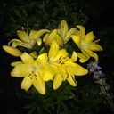 ���������� ������, ���� ������� �����, 41 ���, ������������ ��� ������