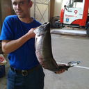 ���������� �����, ���� ������� German, 44 ����, ������������ ��� ������