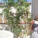 ���������� ���, ���� ������� ����, 51 ���, ������������ ��� ������, ����� � ���������, c�������� ���������, ���������