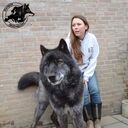 ���������� ����, ���� ������� ����, 37 ���, ������������ ��� ������, ����� � ���������