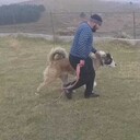 ���������� �����������-��-�����, ���� ������� ���������, 36 ���, ������������ ��� ���������