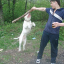  ,   Vovik, 38 ,  