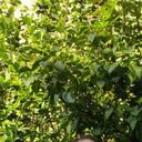 ���������� ������, ���� ������� ������, 32 ����, ������������ ��� ������, ����� � ���������, c�������� ���������