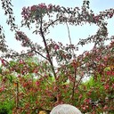 ���������� ����������, ���� ������� ����, 94 ����, ������������ 