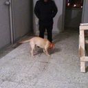  ,   Leqso, 54 ,   