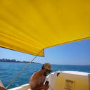 ���������� ���������, ���� ������� �����, 38 ���, ������������ ��� ������, ����� � ���������