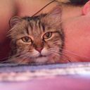 ���������� ����, ���� ������� KOT1k, 34 ����, ������������ ��� ����� � ���������, c�������� ���������