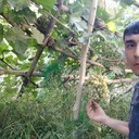 ���������� ������, ���� ������� ������, 31 ���, ������������ ��� ������, ����� � ���������, c�������� ���������