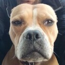 ���������� ���������, ���� ������� ������������, 40 ���, ������������ ��� ������, ����� � ���������, c�������� ���������, ���������