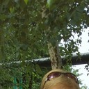 ���������� ���������, ���� ������� ����, 63 ����, ������������ ��� ������, ����� � ���������, c�������� ���������