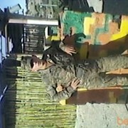 ���������� ������, ���� ������� Murad, 35 ���, ������������ ��� ������, ����� � ���������, c�������� ���������