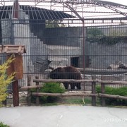 ���������� ���������, ���� ������� ������, 40 ���, ������������ ��� ����� � ���������, c�������� ���������