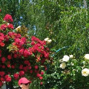  ,   NiKa, 56 ,   ,   