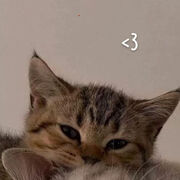 ���������� ������, ������� ���������, 25