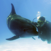 ���������� ��������, ���� ������� ������, 39 ���, ������������ ��� ������, ����� � ���������, c�������� ���������