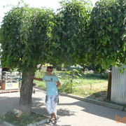 ���������� �������, ���� ������� �������, 39 ���, ������������ ��� ������