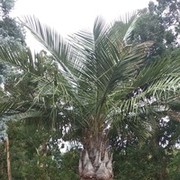  ,    , 33 ,   ,   , c 