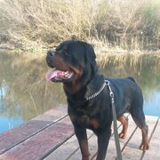 ���������� ����, ���� ������� ����, 48 ���, ������������ ��� ����� � ���������, c�������� ���������