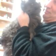 ���������� �����������, ���� ������� ��������, 51 ���, ������������ ��� ������, ����� � ���������