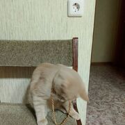 ���������� ���������, ���� ������� �������, 41 ���, ������������ ��� ������, ����� � ���������, c�������� ���������