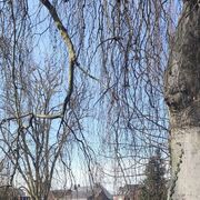  Sint-Truiden,   , 26 ,   c , 
