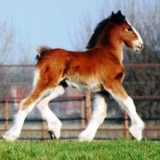 ���������� ���������, �����