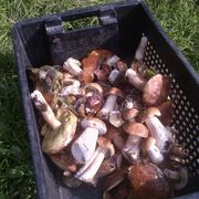 ���������� �������, ���� ������� ������, 53 ����, ������������ ��� c�������� ���������