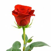  Boyalik,   , 41 ,   ,   
