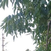  ,   , 31 ,   ,   , c 