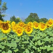  ,   , 54 ,     , c 