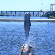 ���������� ����, ���� ������� �����, 43 ����, ������������ ��� ������, ����� � ���������