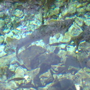 ���������� �������, ���� ������� ����, 43 ����, ������������ ��� ����� � ���������, c�������� ���������