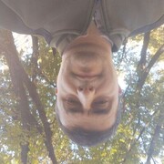 ���������� ������, ���� ������� �����, 36 ���, ������������ ��� ������, ����� � ���������