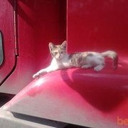 ���������� ������, ���� ������� ���, 40 ���, ������������ ��� ������, ����� � ���������, c�������� ���������