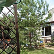 ���������� ���������, ���� ������� ��������, 46 ���, ������������ ��� ����� � ���������, c�������� ���������