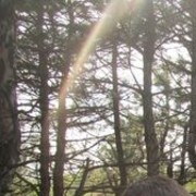 ���������� �����������, ���� ������� �����, 36 ���, ������������ ��� ������