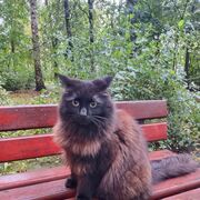 ���������� �����-���������, ���� ������� �����, 43 ����, ������������ ��� ����� � ���������, c�������� ���������