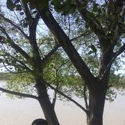  ,   Samir, 50 ,     , c 