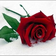 ���������� ���-�������, ������� ����, 45