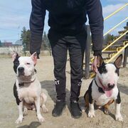 ���������� ���������, ���� ������� ���������, 44 ����, ������������ ��� ������, ����� � ���������, ���������