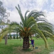 ���������� ����, ���� ������� ����, 45 ���, ������������ ��� ������, ����� � ���������