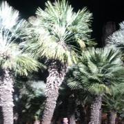 ���������� �����-���������, ���� ������� Famil, 41 ���, ������������ ��� ������, ����� � ���������, c�������� ���������, ���������