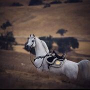 ���������� ���������, ���� ������� �����, 37 ���, ������������ ��� ������, ����� � ���������