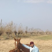 ���������� ������, ���� ������� BORODA, 37 ���, ������������ ��� ������, ����� � ���������, c�������� ���������