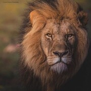 ���������� �������, ���� ������� �����, 41 ���, ������������ ��� ������, ����� � ���������