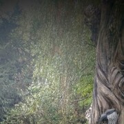 ���������� ���������, ���� ������� ������, 36 ���, ������������ ��� ����� � ���������, c�������� ���������