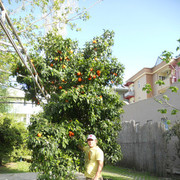 ���������� ������, ���� ������� Zalkar, 47 ���, ������������ ��� ������, ����� � ���������, c�������� ���������